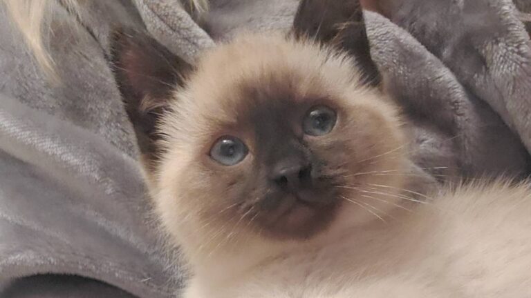Kittens’ Fighting Spirits Prevail