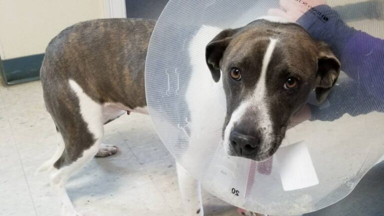 dog in cone