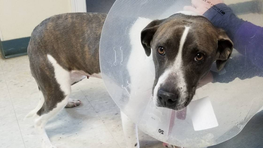 dog in cone