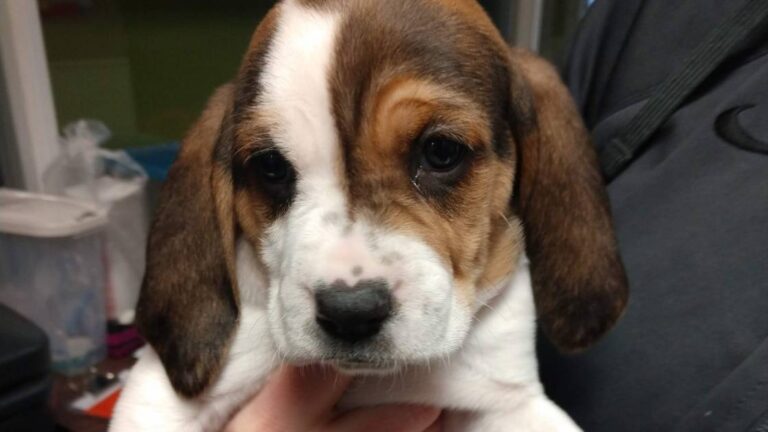 Case Closed: Families for At-Risk Puppies