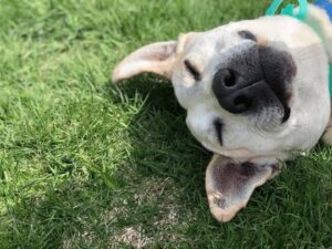 dog smiling on grass