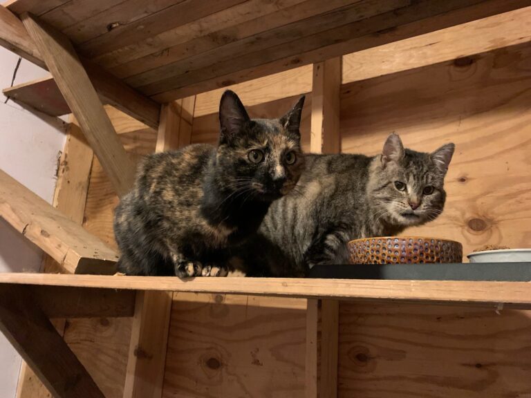 barn cats crouching over bowl