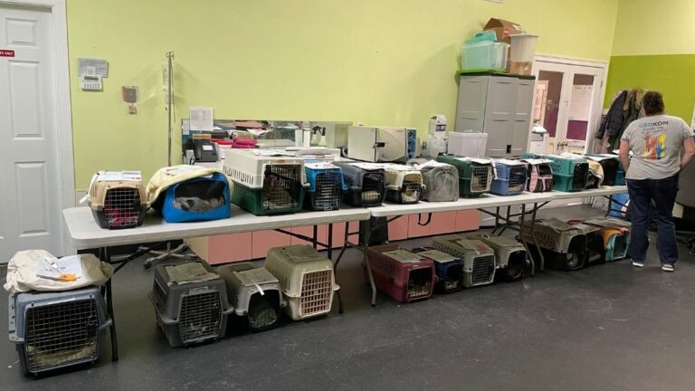 Spay/Neuter Clinics: Meet the Champions