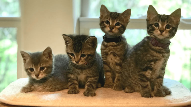 group of kittens