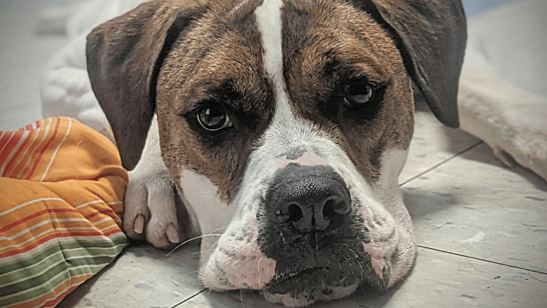 relaxed dog