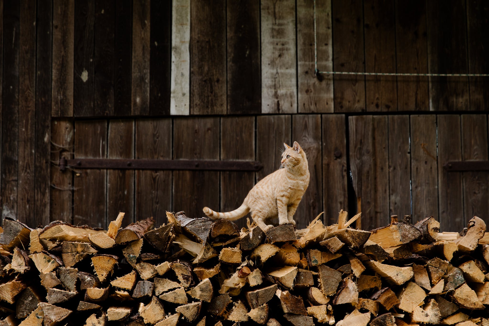 Cat on Brown Firewood
