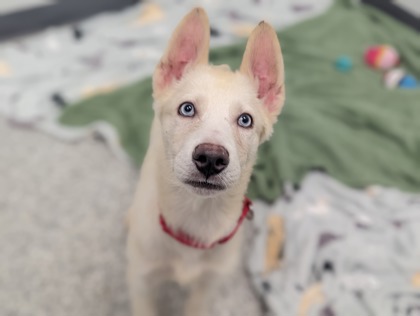 Weekly Adoptions 1-15-24