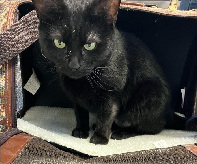 Weekly Adoptions 3-25-24