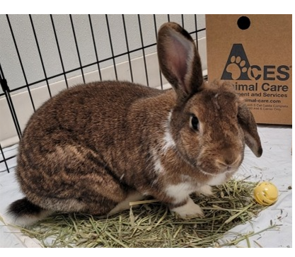 Weekly Adoptions 5-6-24