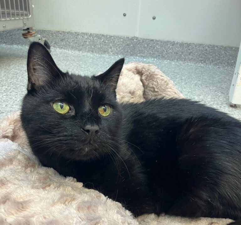 Weekly Adoptions 5-20-24