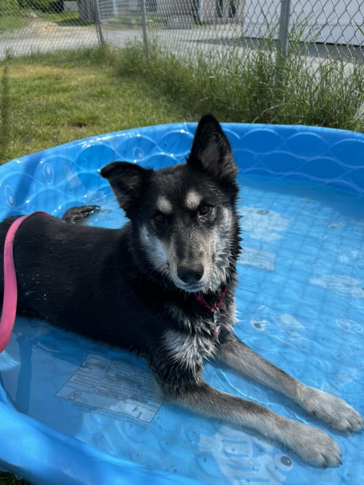 Weekly Adoptions 7-29-24